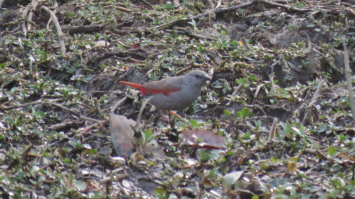 Red-winged Pytilia - Martien Prins