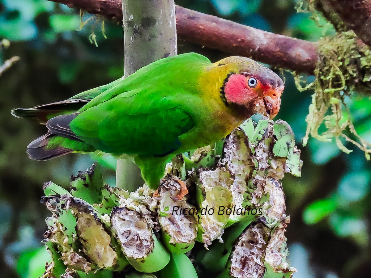 Rose-faced Parrot - ML608883812