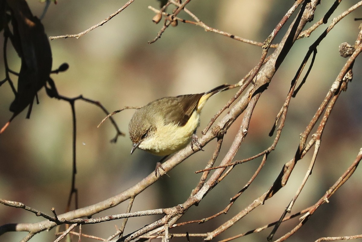 Buff-rumped Thornbill - ML608883816