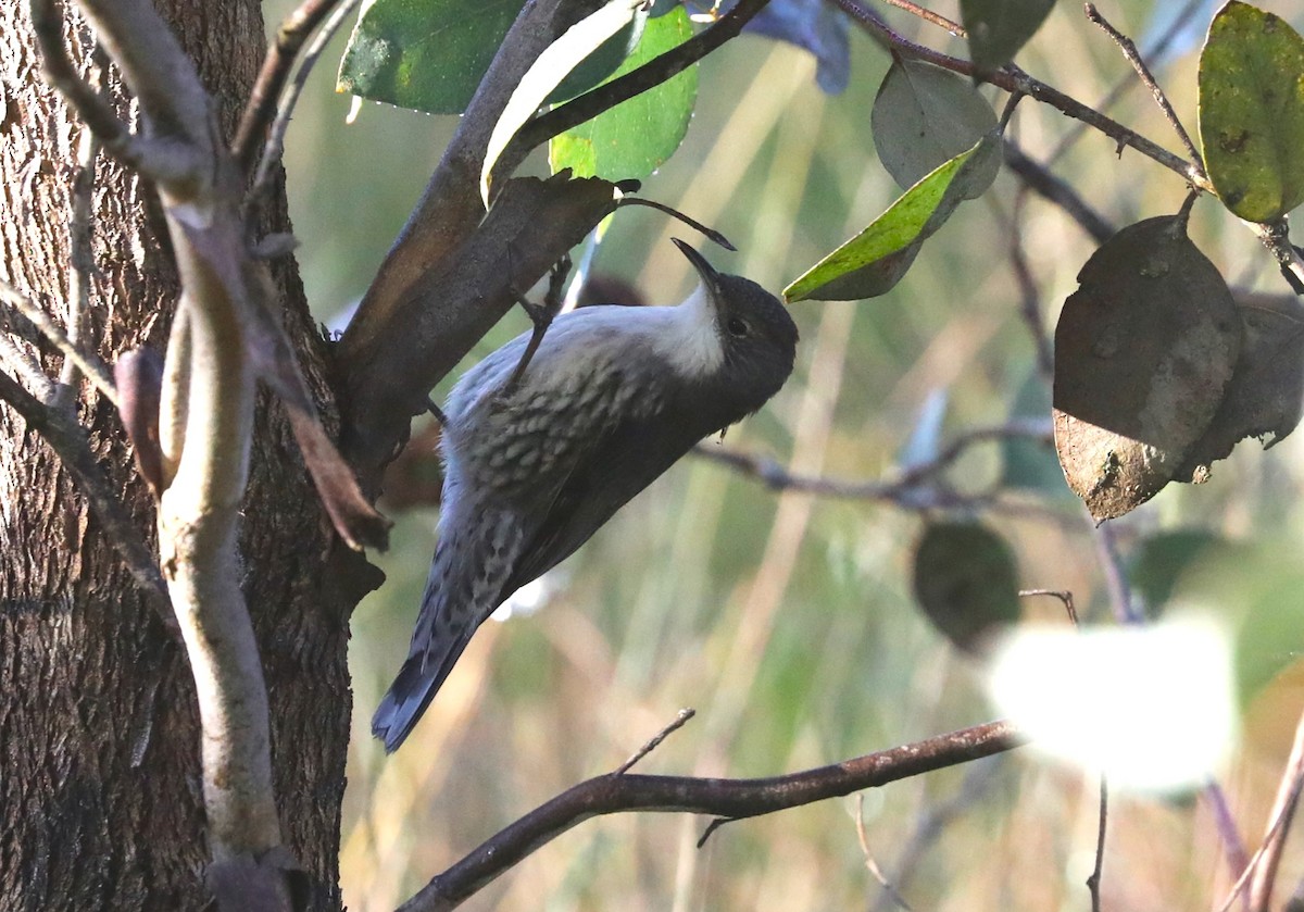 White-throated Treecreeper - Steven Edwards