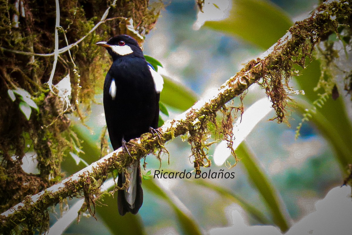 lesňák černý - ML608883821