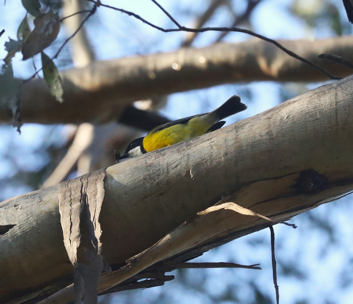 Golden Whistler - Steven Edwards