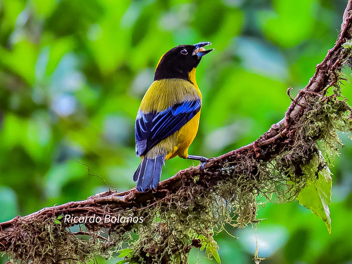 Black-chinned Mountain Tanager - ML608883887