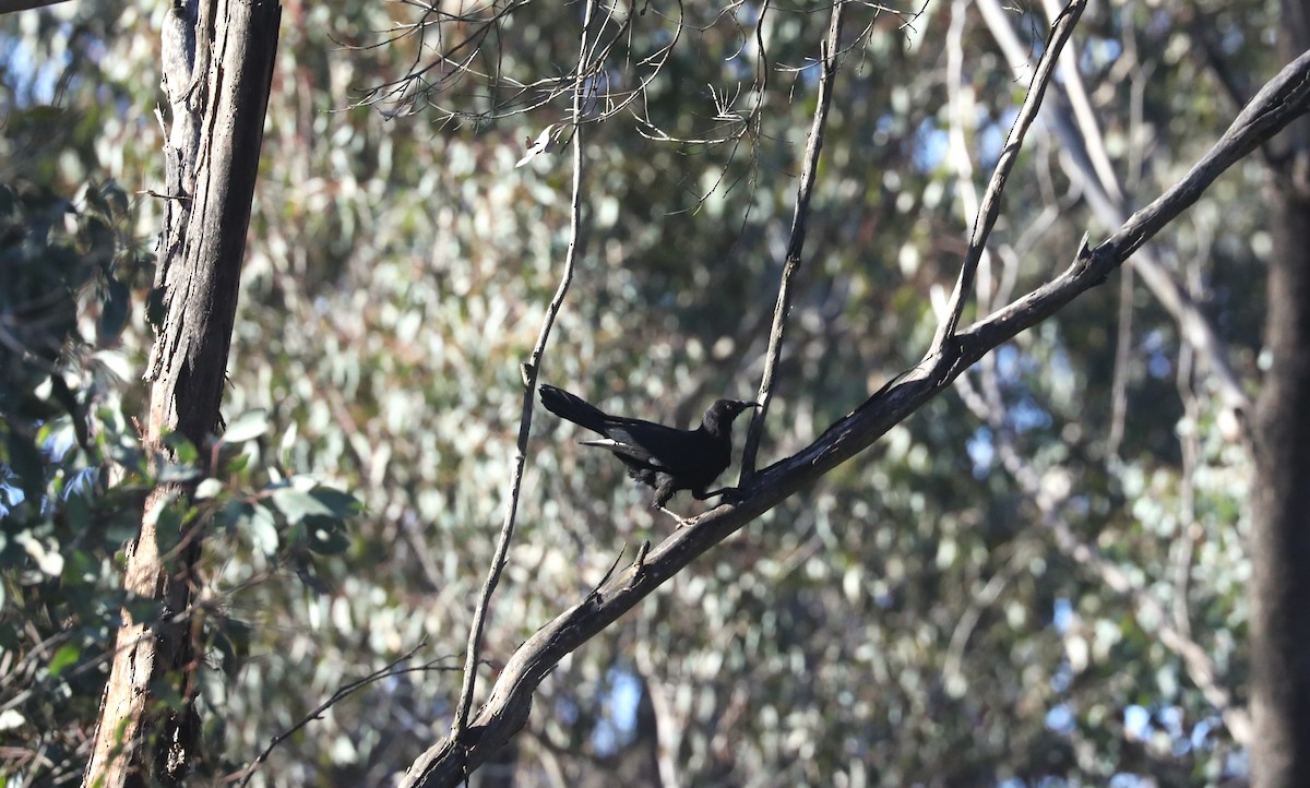 White-winged Chough - Steven Edwards