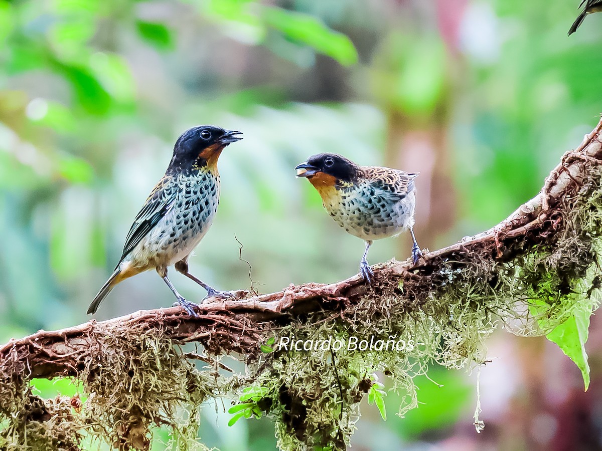 Rufous-throated Tanager - ML608883892