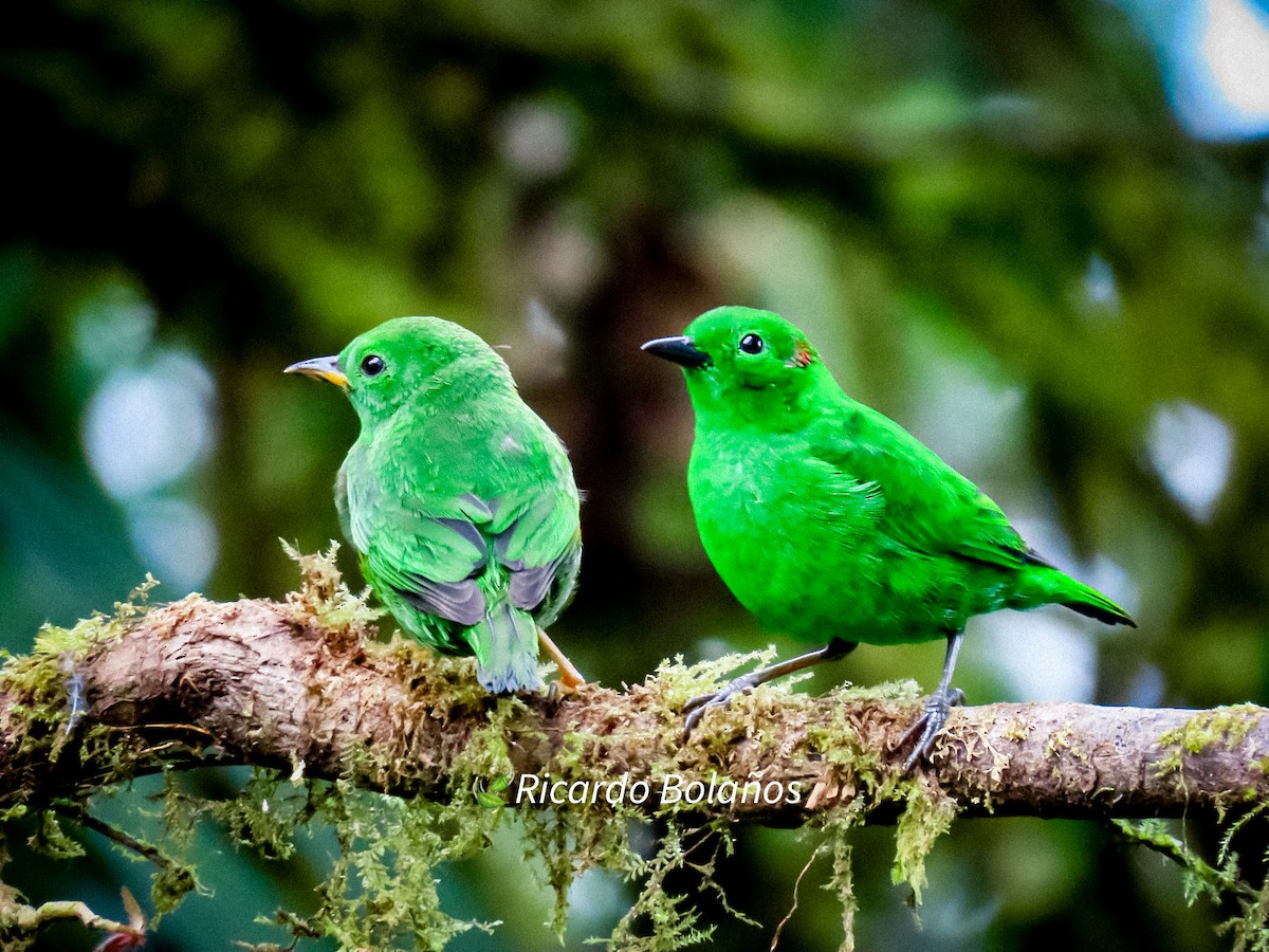 Glistening-green Tanager - Ricardo Bolaños