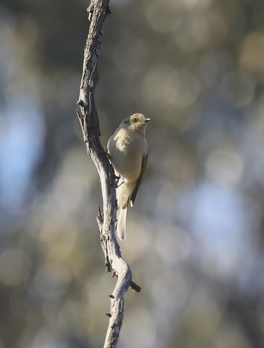 Fuscous Honeyeater - Steven Edwards