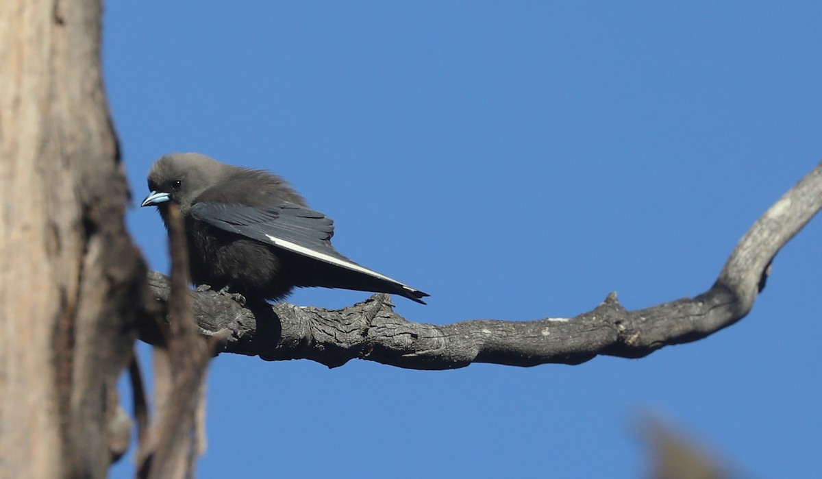 Dusky Woodswallow - ML608883983