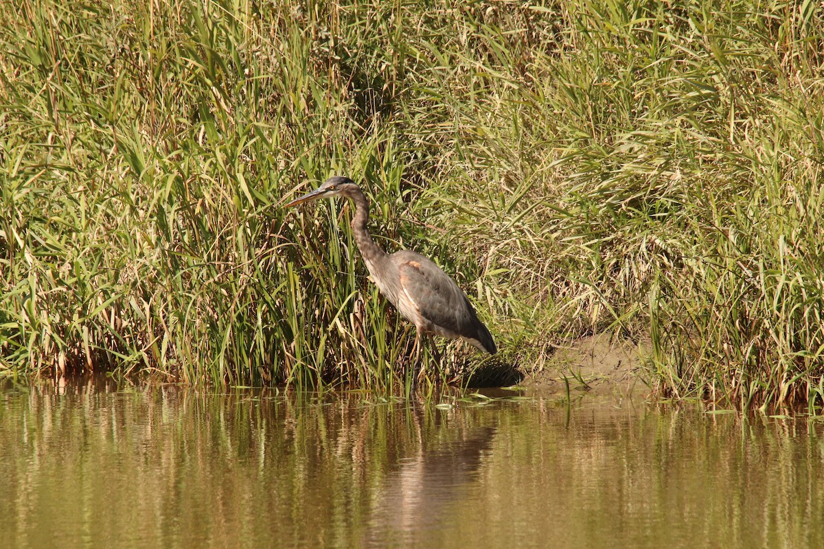 Great Blue Heron - ML608883998