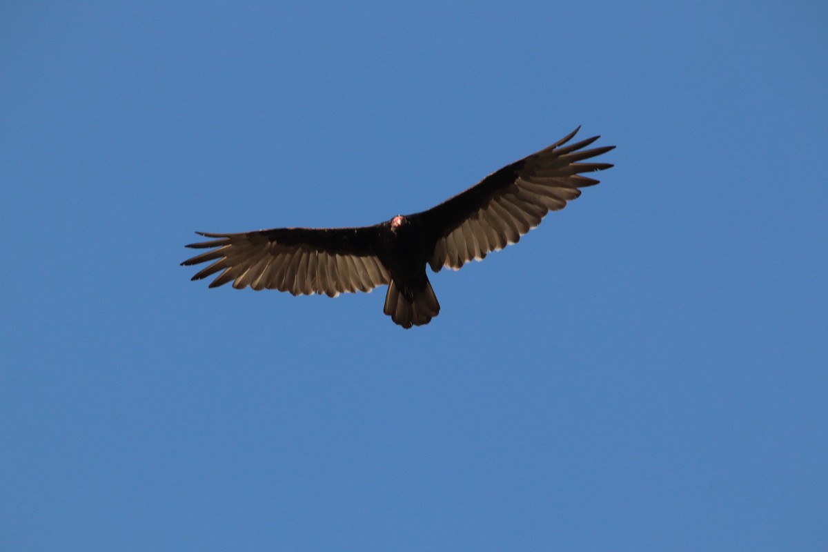 Turkey Vulture - Yves Robichaud