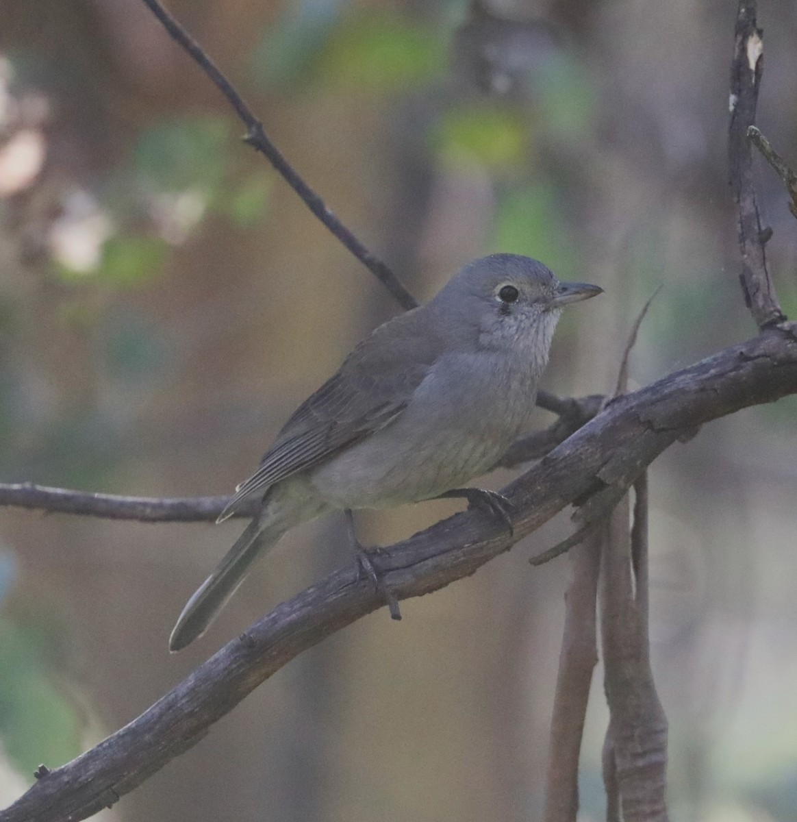 Gray Shrikethrush - Steven Edwards