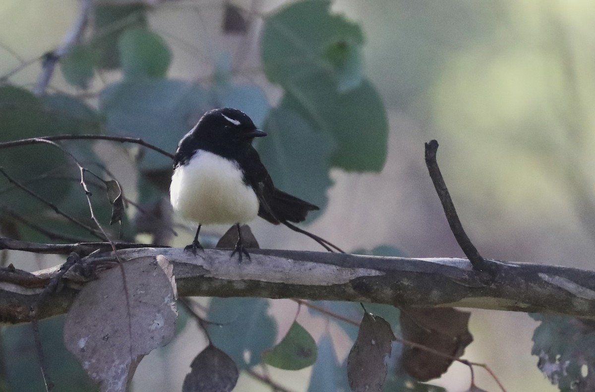 Willie-wagtail - Steven Edwards