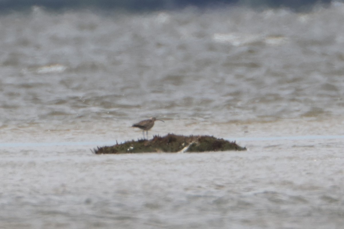 Regenbrachvogel (hudsonicus) - ML608884081