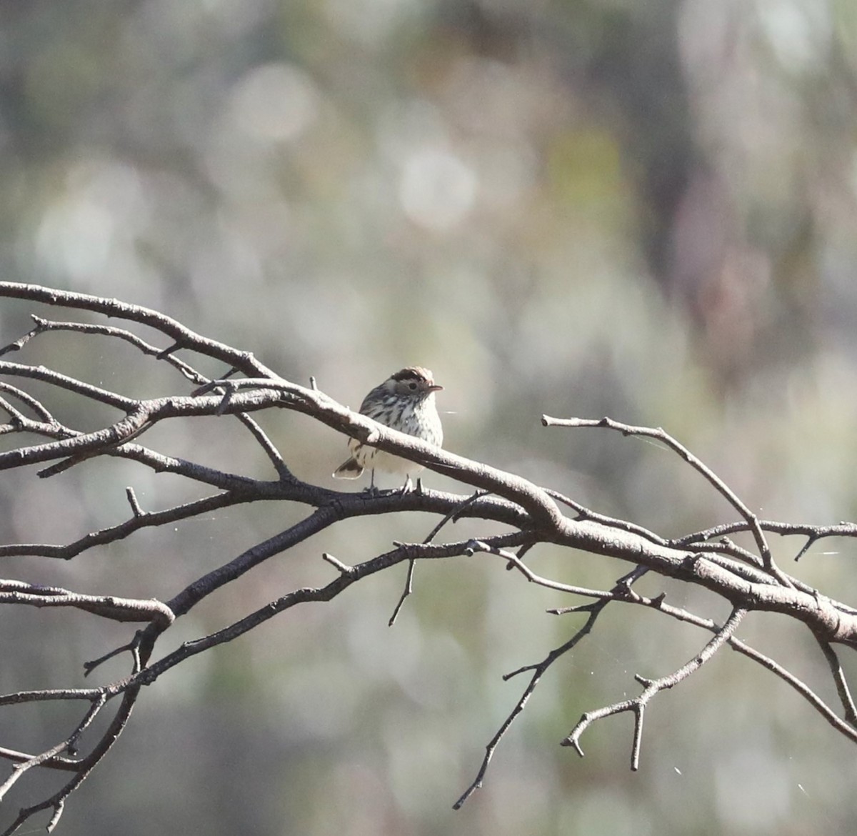 Speckled Warbler - ML608884086