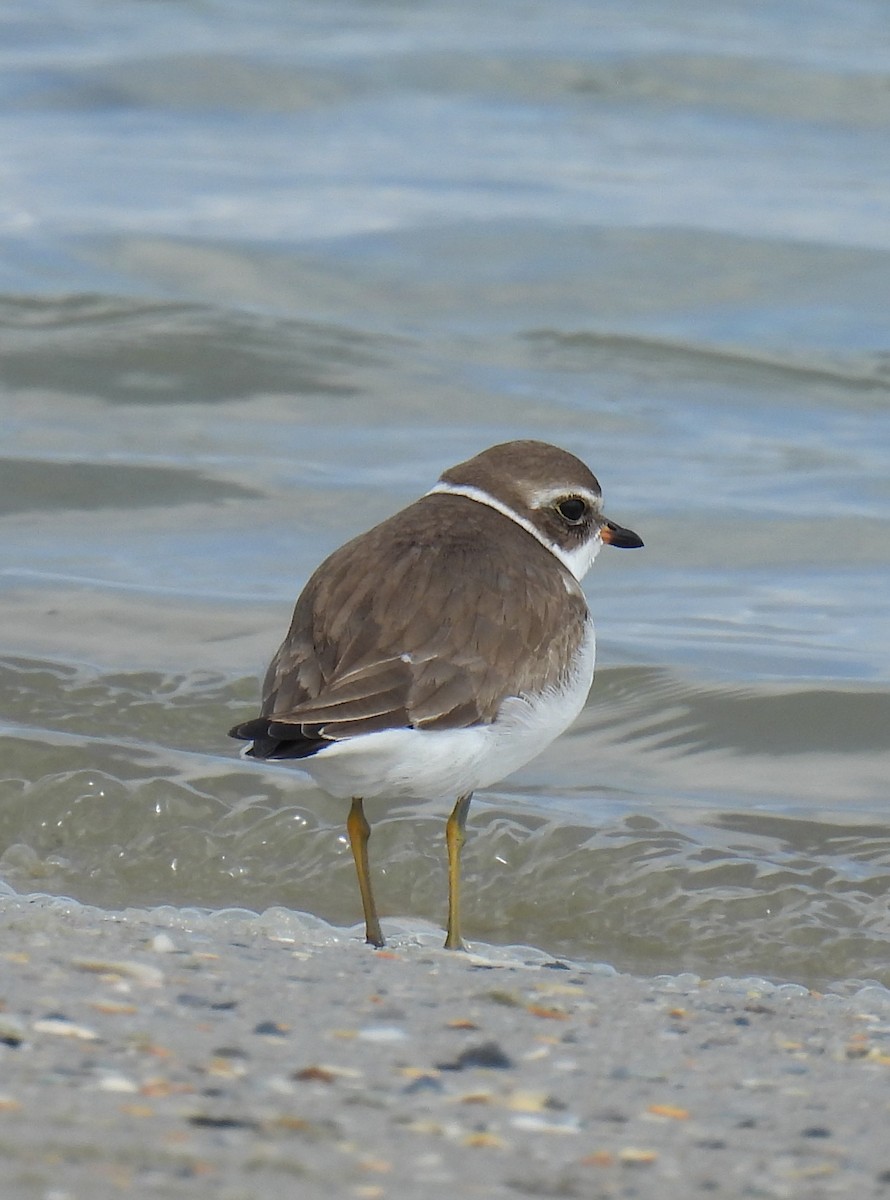 Semipalmated Plover - ML608884151