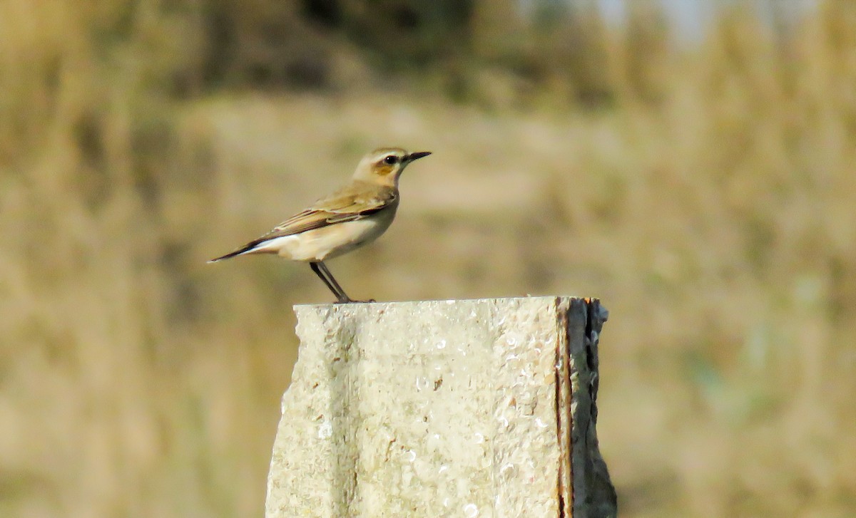 Buztanzuri arrunta - ML608884152