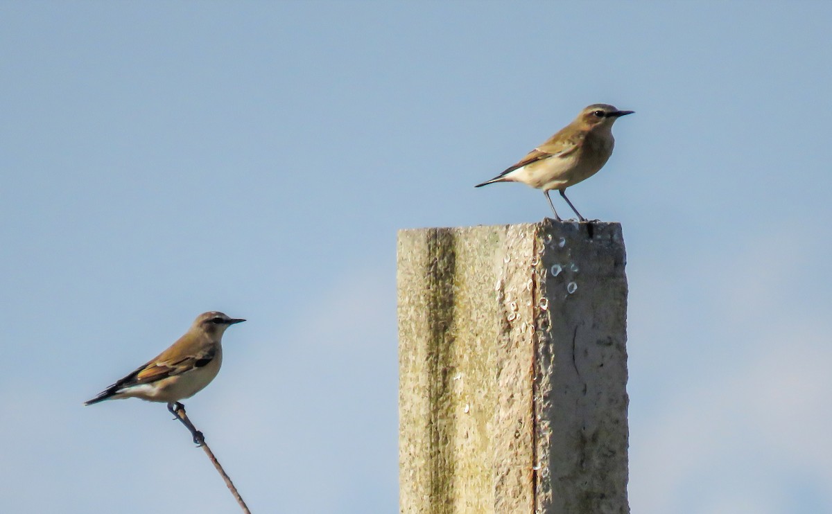 Buztanzuri arrunta - ML608884153