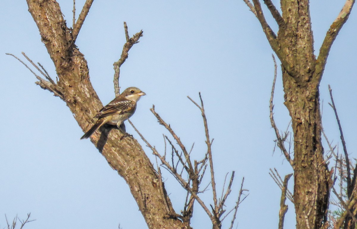 Antzandobi kaskagorria - ML608884166