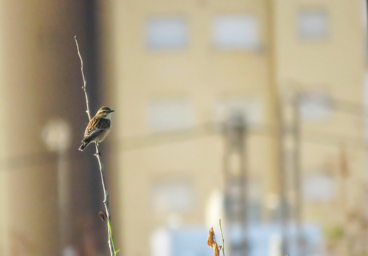 Pitxartxar nabarra - ML608884173