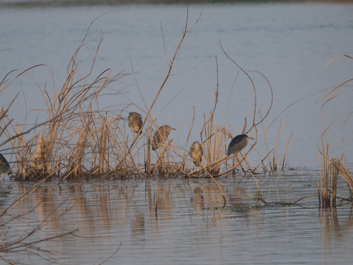 Black-crowned Night Heron - Yawei Zhang