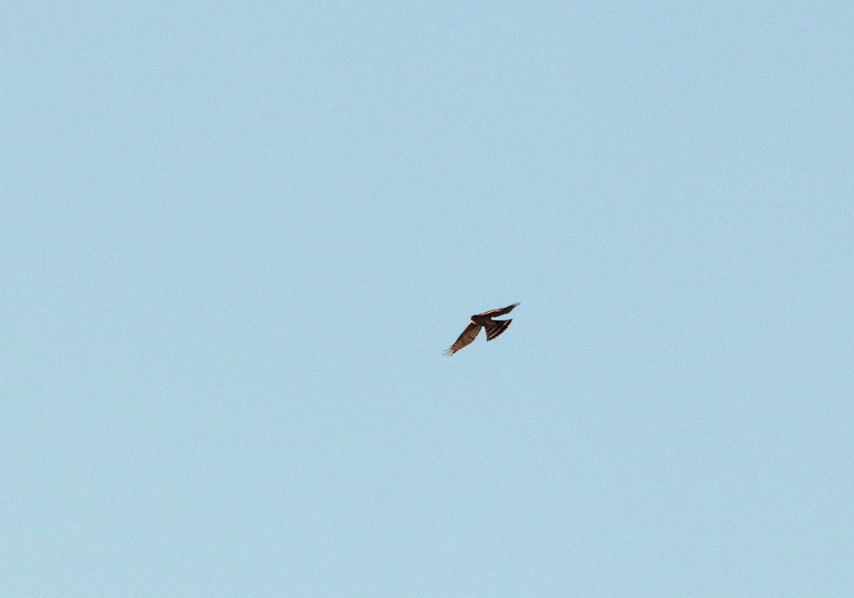 Sharp-shinned Hawk - ML608884324