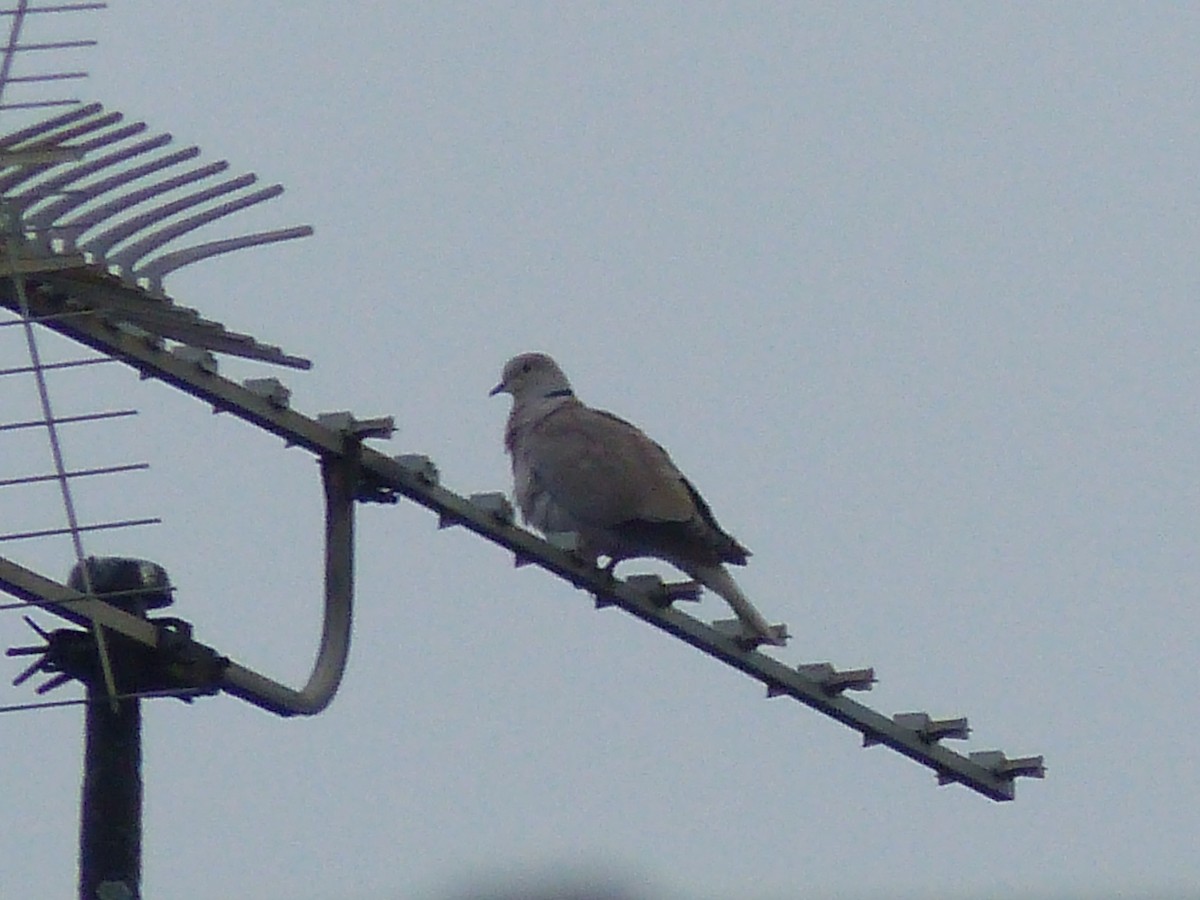 Eurasian Collared-Dove - Coleta Holzhäuser