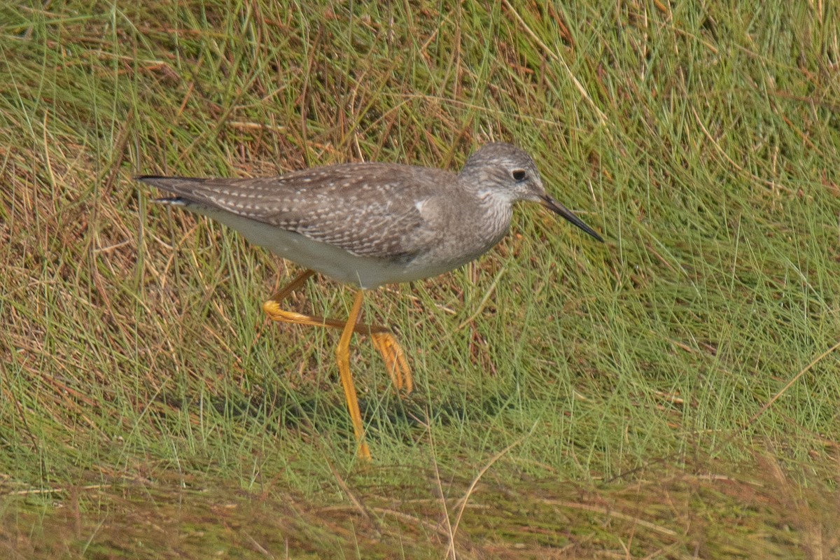 Lesser Yellowlegs - ML608884407