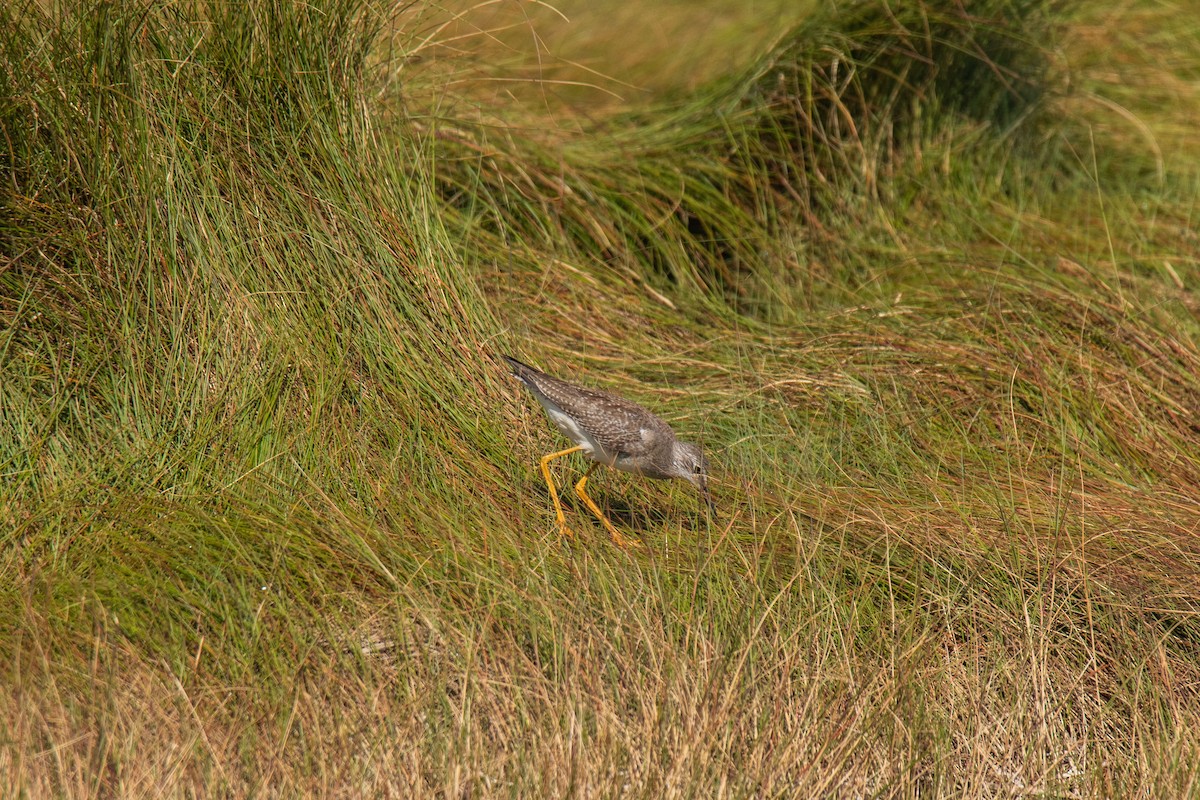 Lesser Yellowlegs - ML608884408