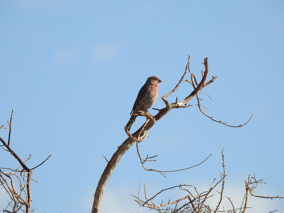 House Finch - ML608884460