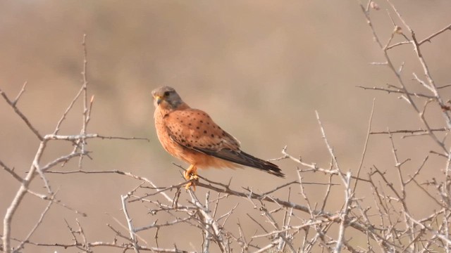 Rock Kestrel - ML608884533