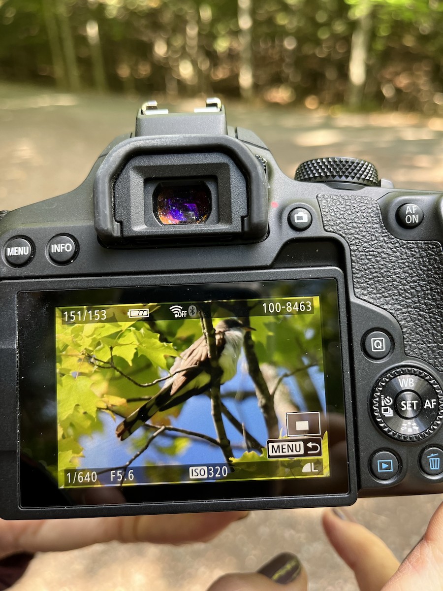 Yellow-billed Cuckoo - ML608884540
