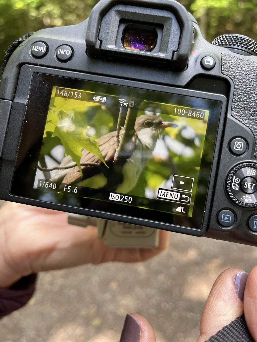 Yellow-billed Cuckoo - ML608884541