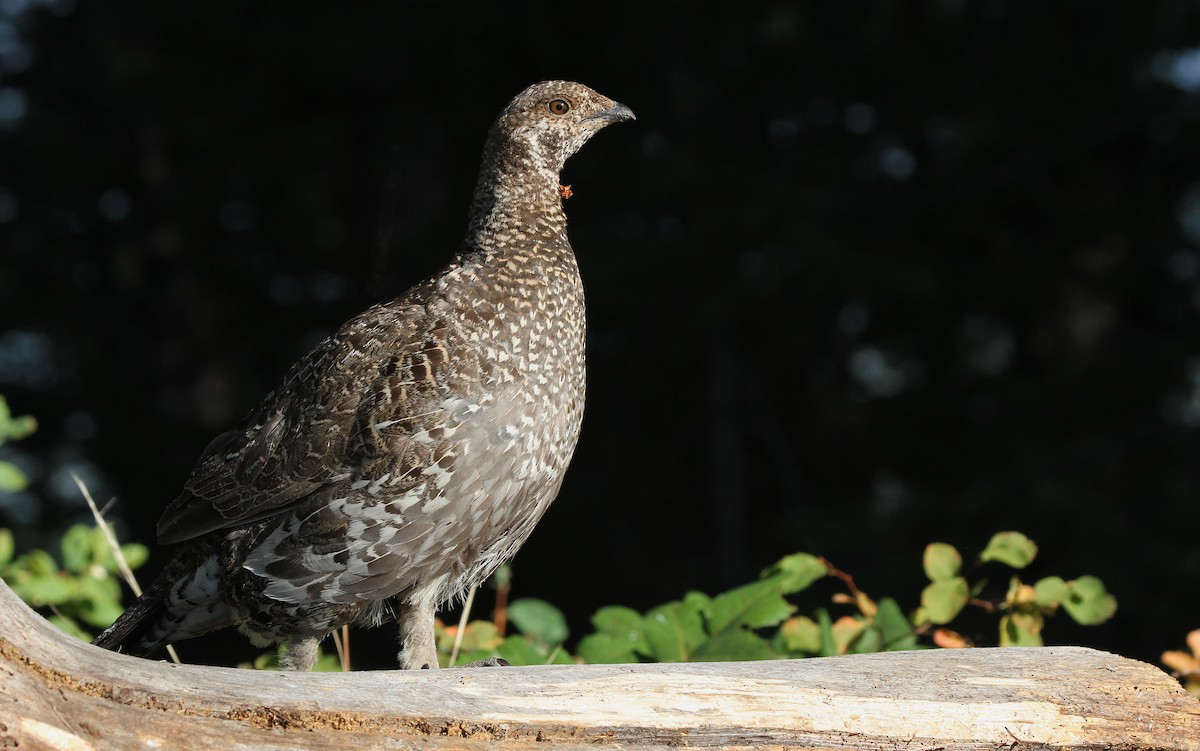 Dusky Grouse - Lyann Comrack