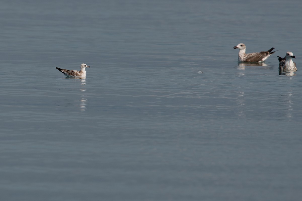 Mediterranean Gull - ML608884566