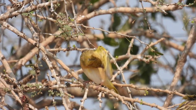 Village Weaver - ML608884597