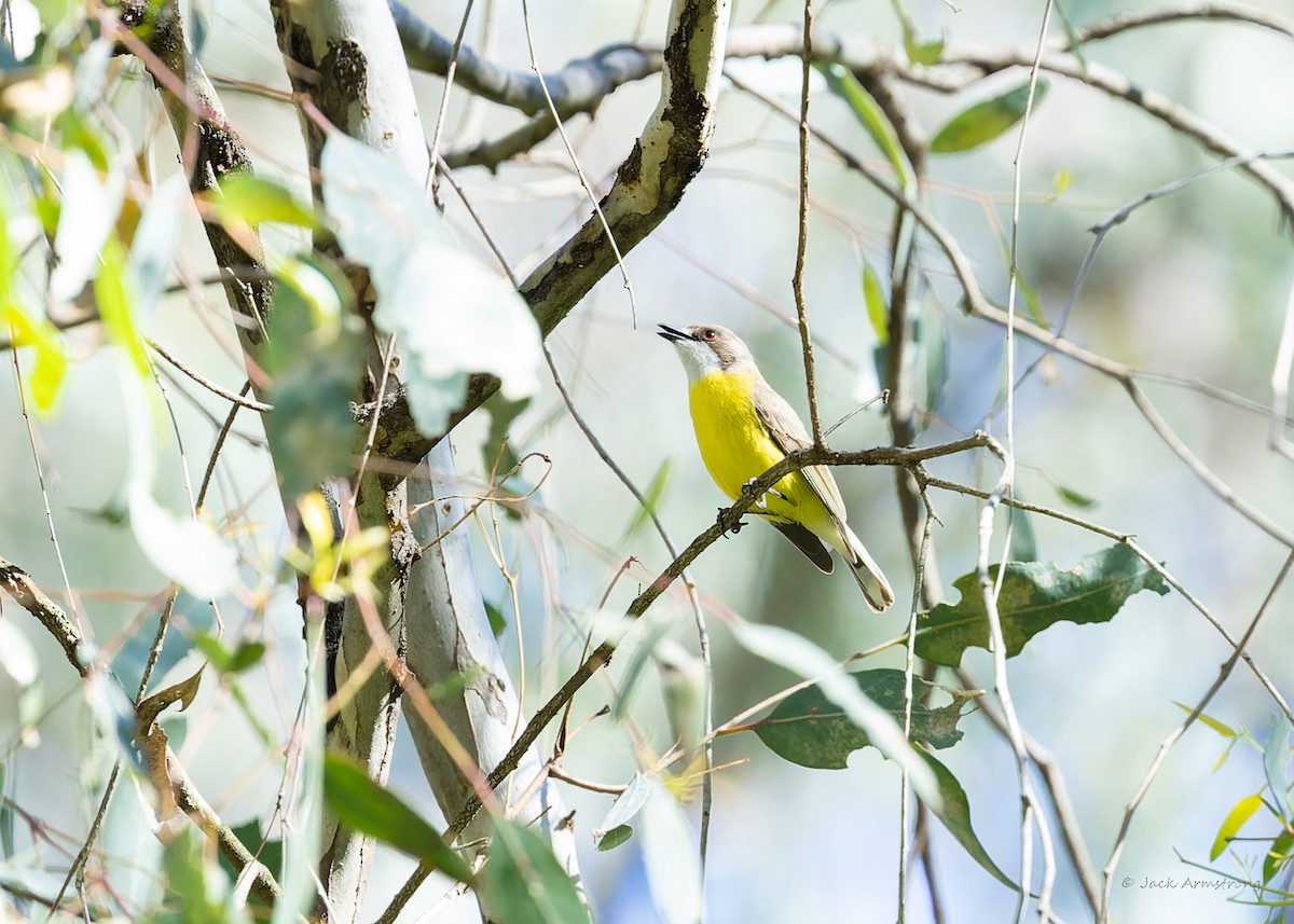 White-throated Gerygone - ML608884654