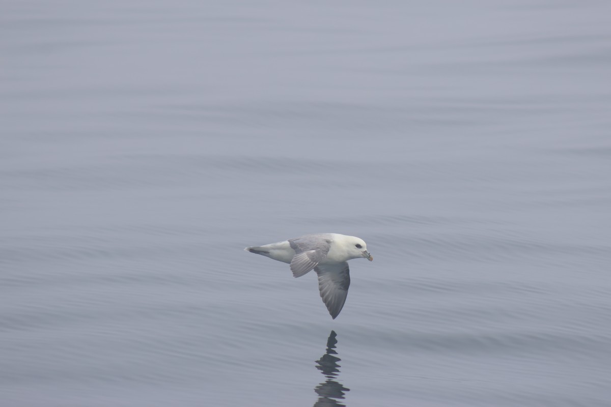 Northern Fulmar - Gareth Bowes