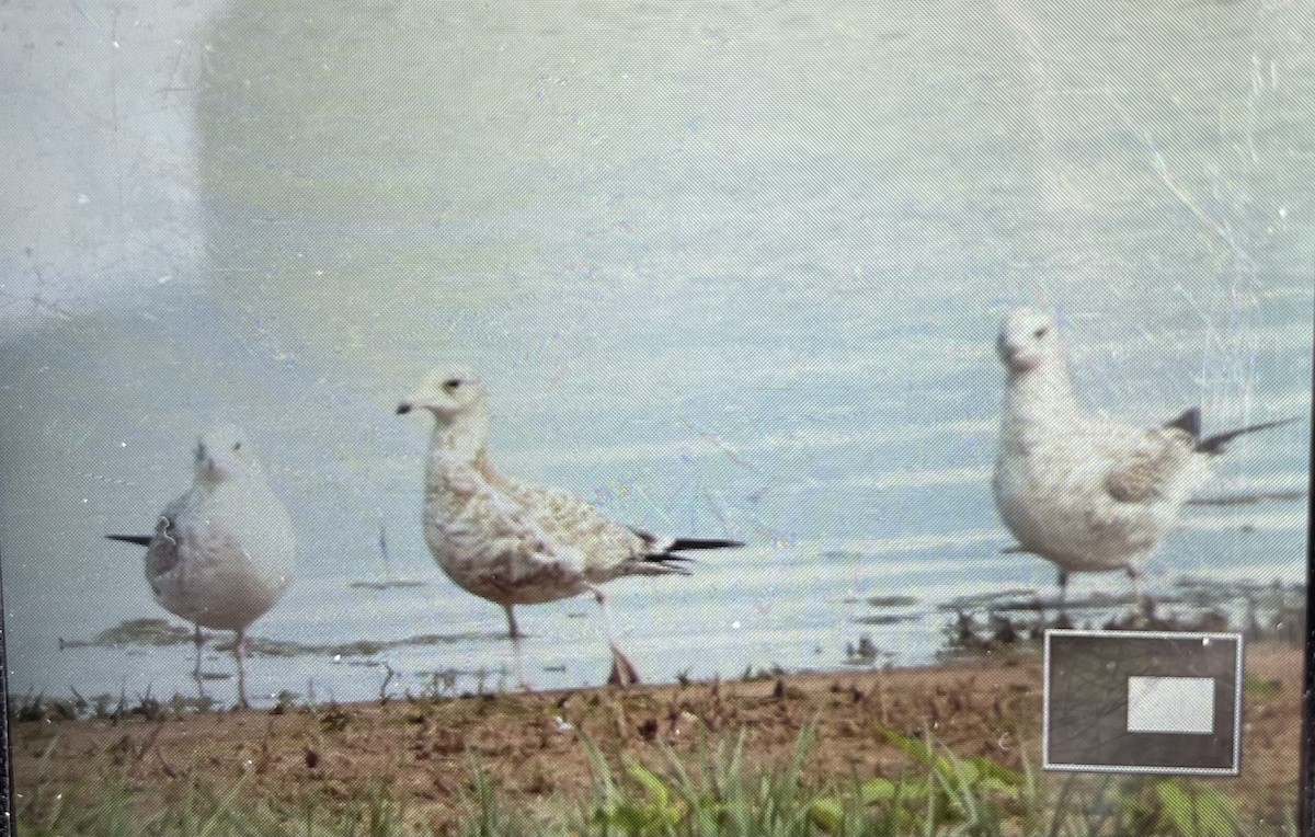 Ring-billed Gull - Susan Fishburn