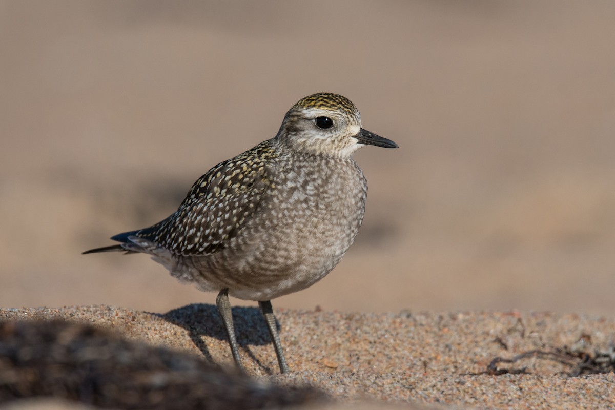American Golden-Plover - Christian Briand