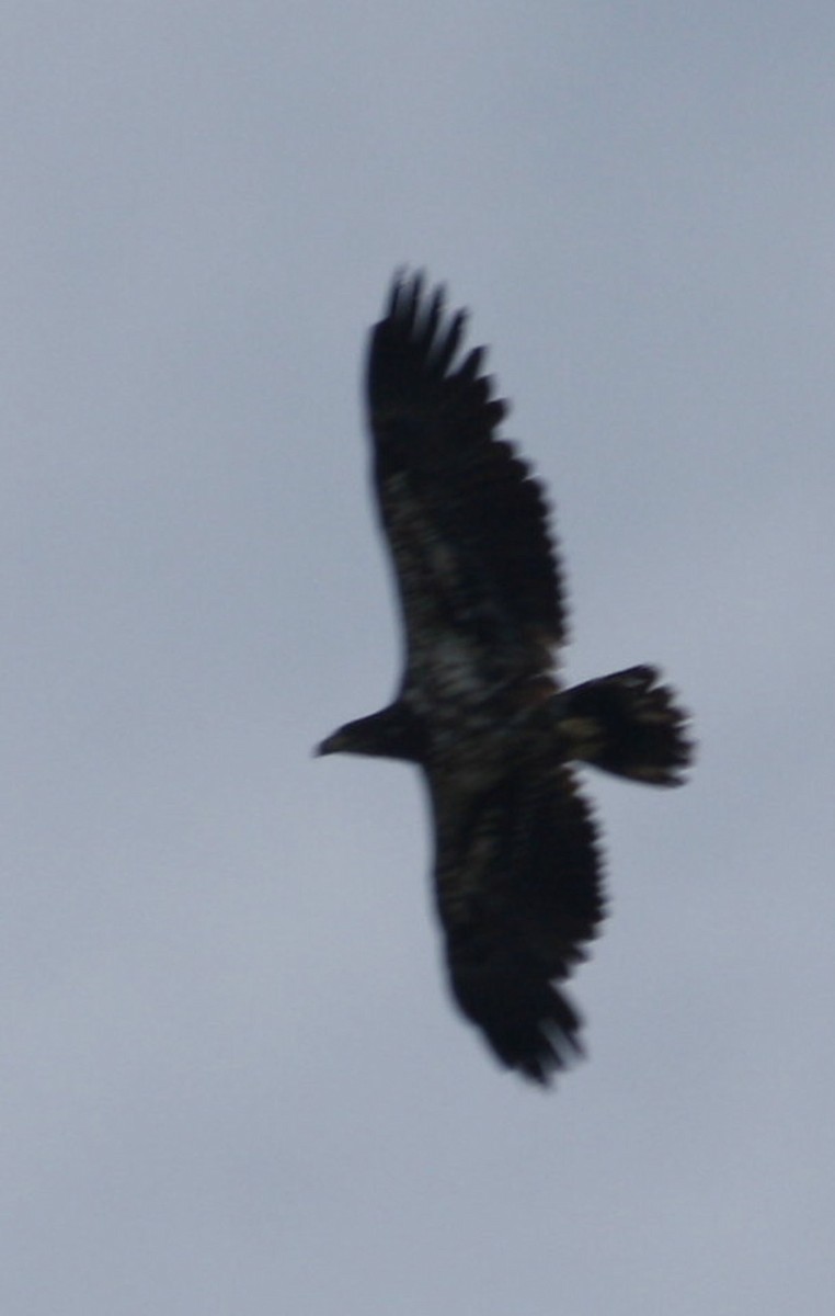 Bald Eagle - ML60888471