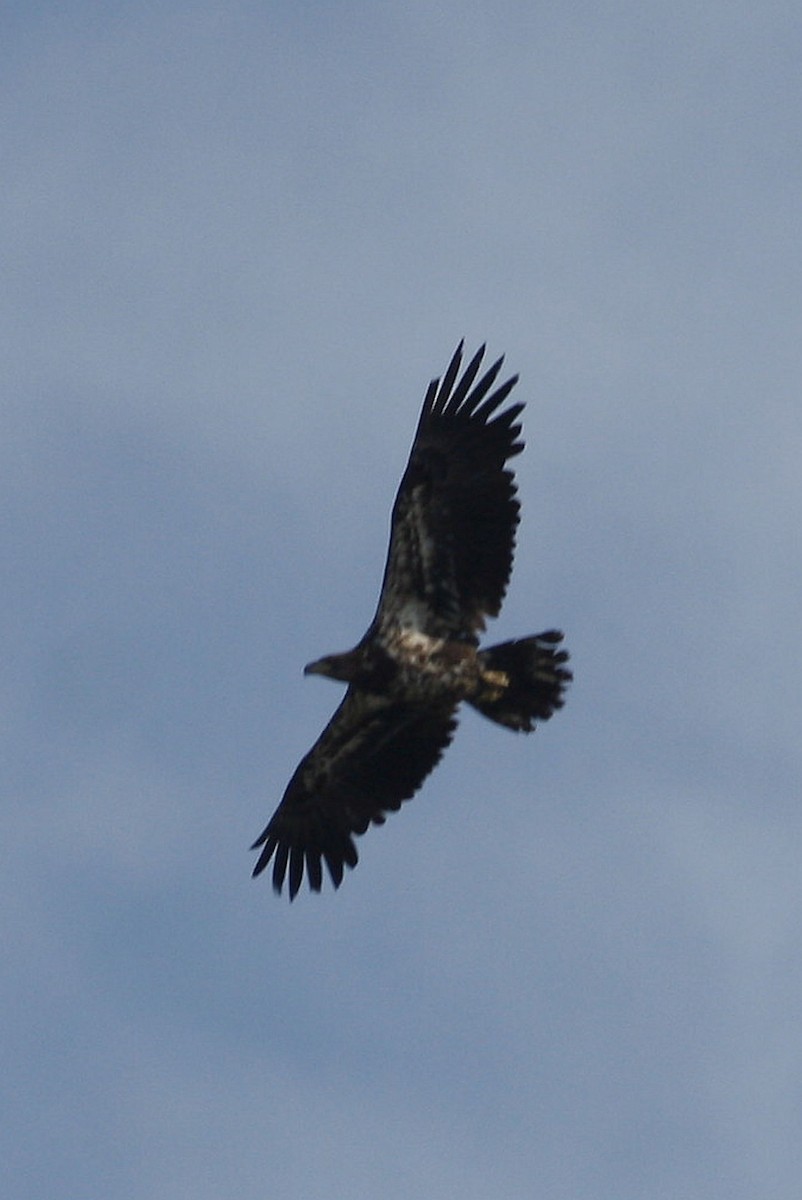 Bald Eagle - ML60888481