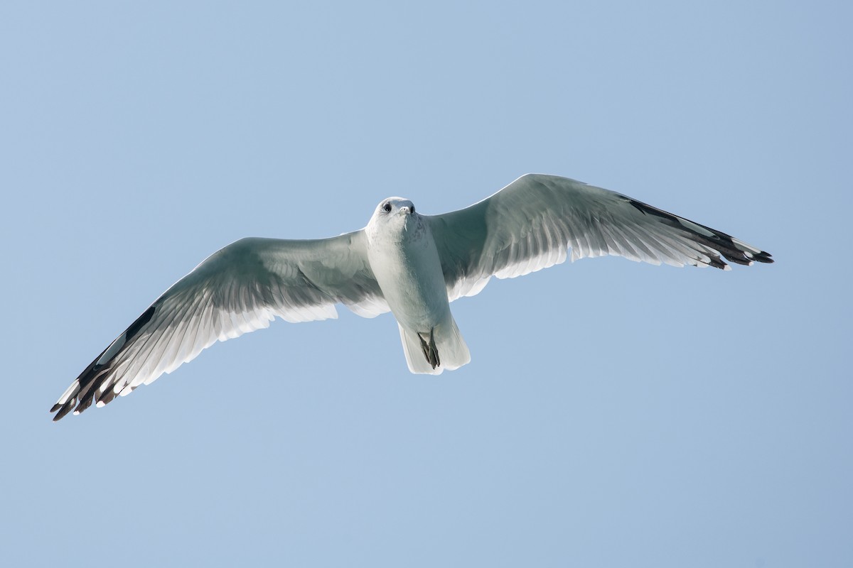 Common Gull (European) - ML608884842