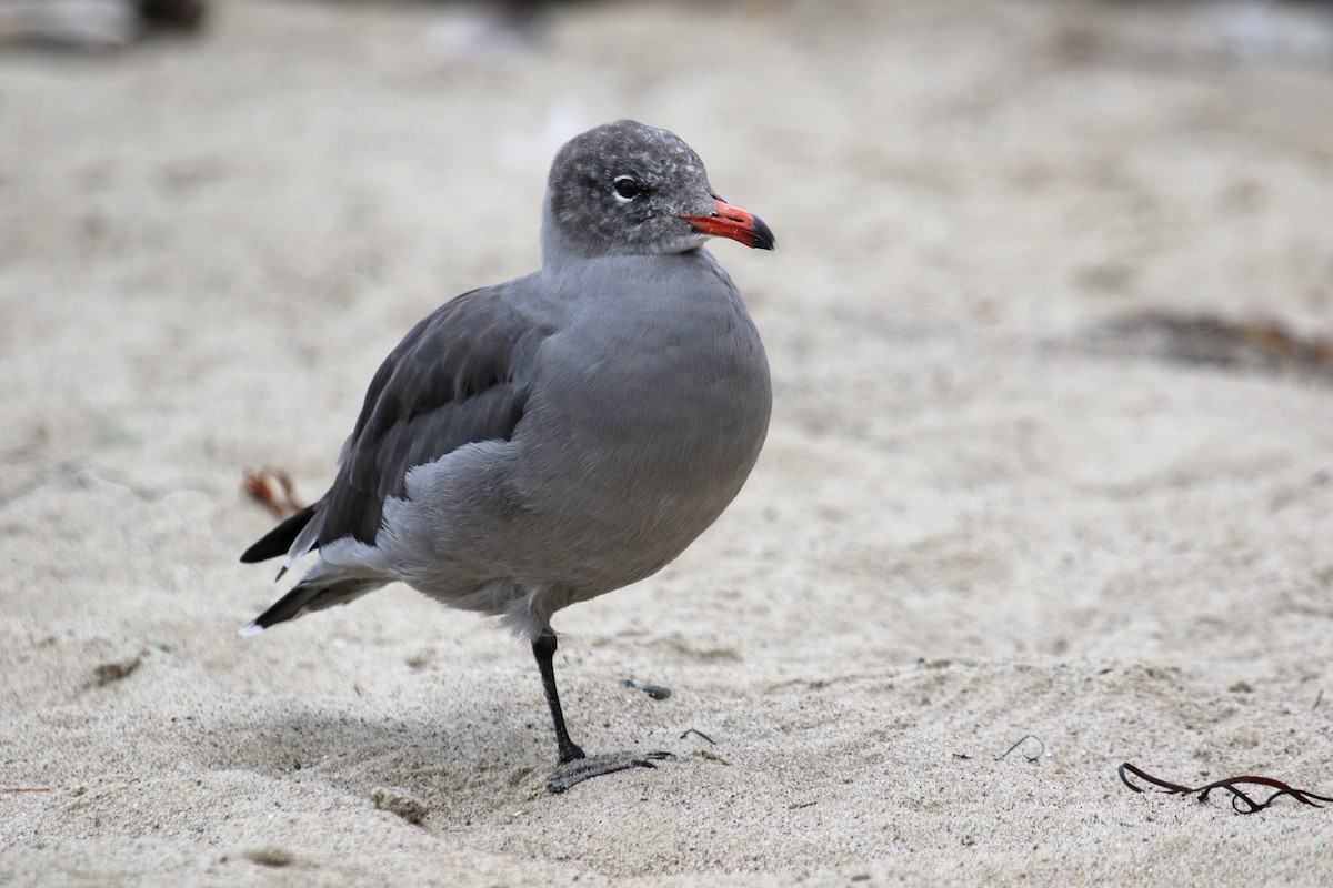 Heermann's Gull - Jamie Chavez