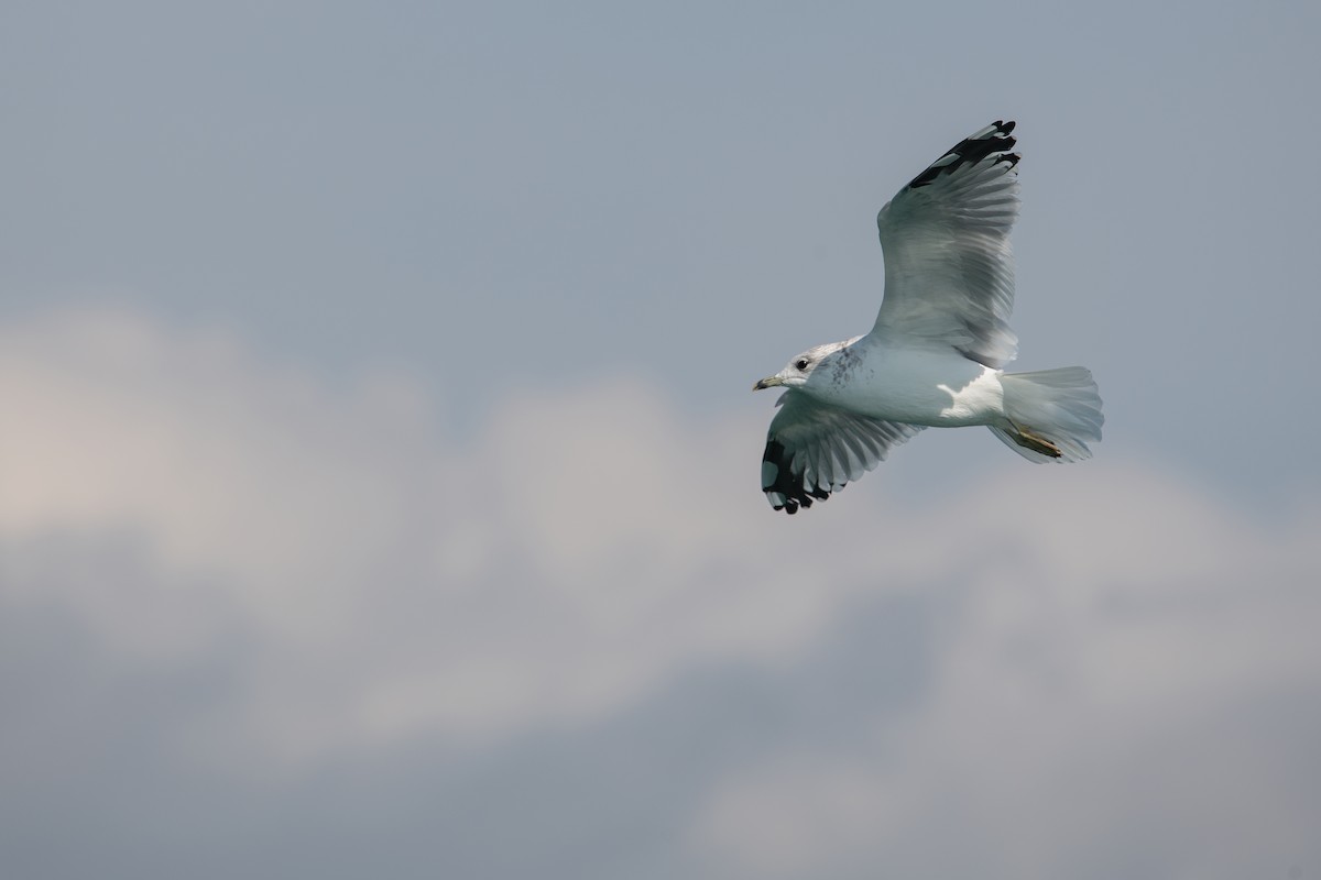 Common Gull (European) - ML608884876