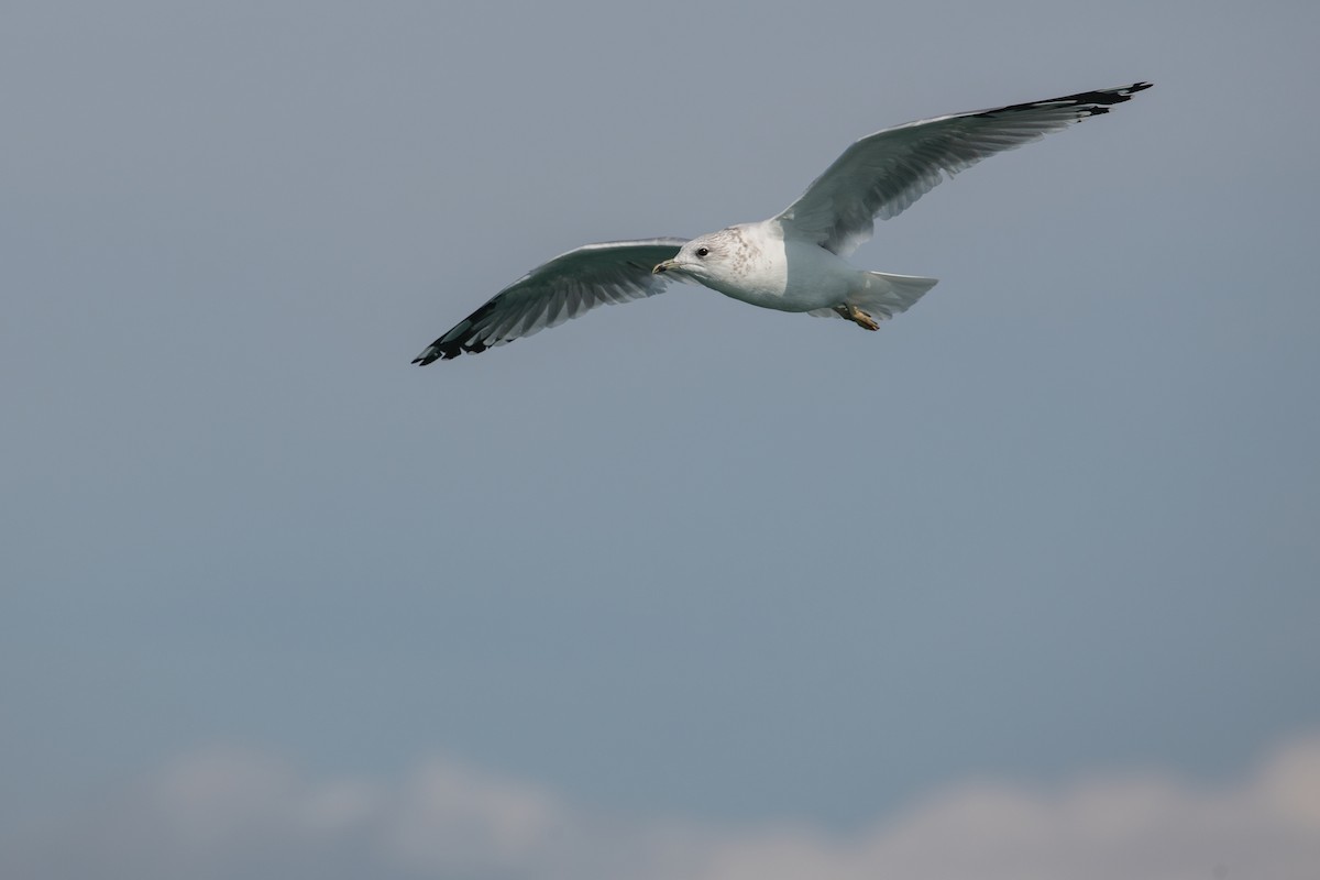 Common Gull (European) - ML608884878