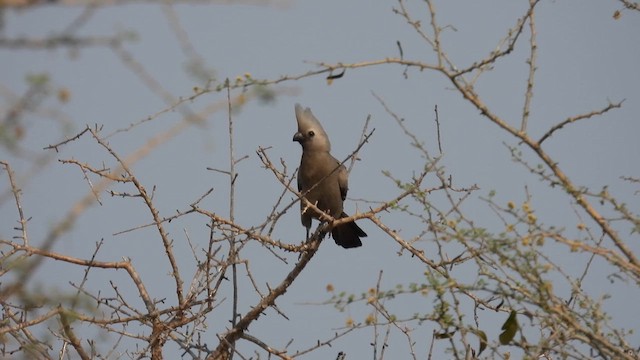 Gray Go-away-bird - ML608884942