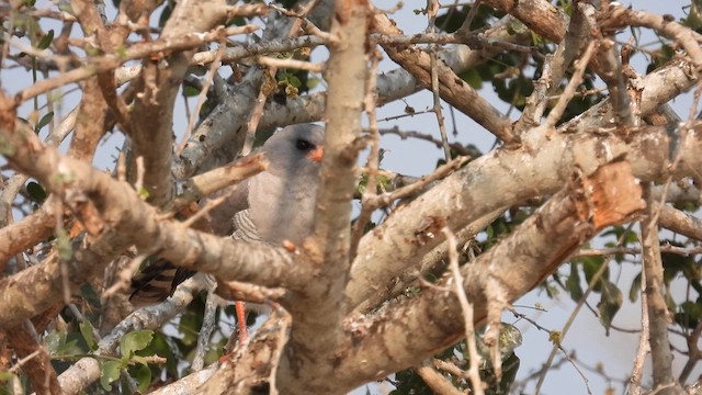 Gabar Goshawk - ML608884945