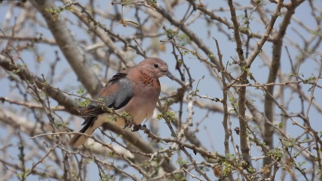 Tórtola Senegalesa - ML608884949