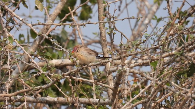 Violet-eared Waxbill - ML608884955