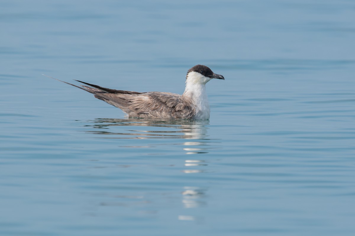 Long-tailed Jaeger - ML608885037